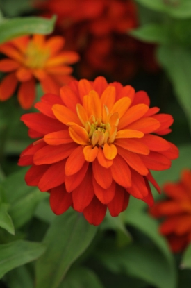 Picture of Zinnia Marylandica Brilliant Series - Fire
